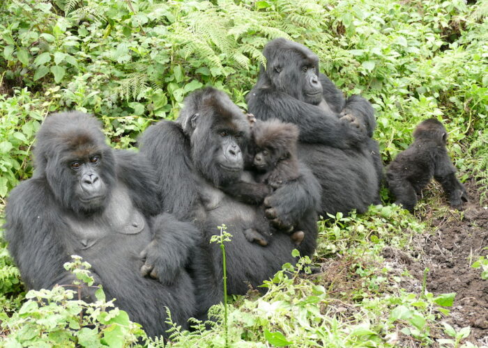 Mountain Gorillas