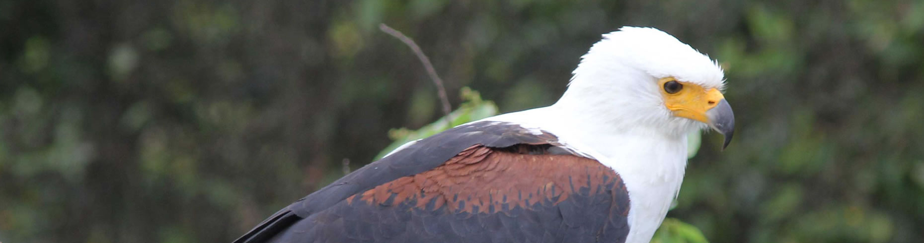 4 Days Murchison Falls National Park