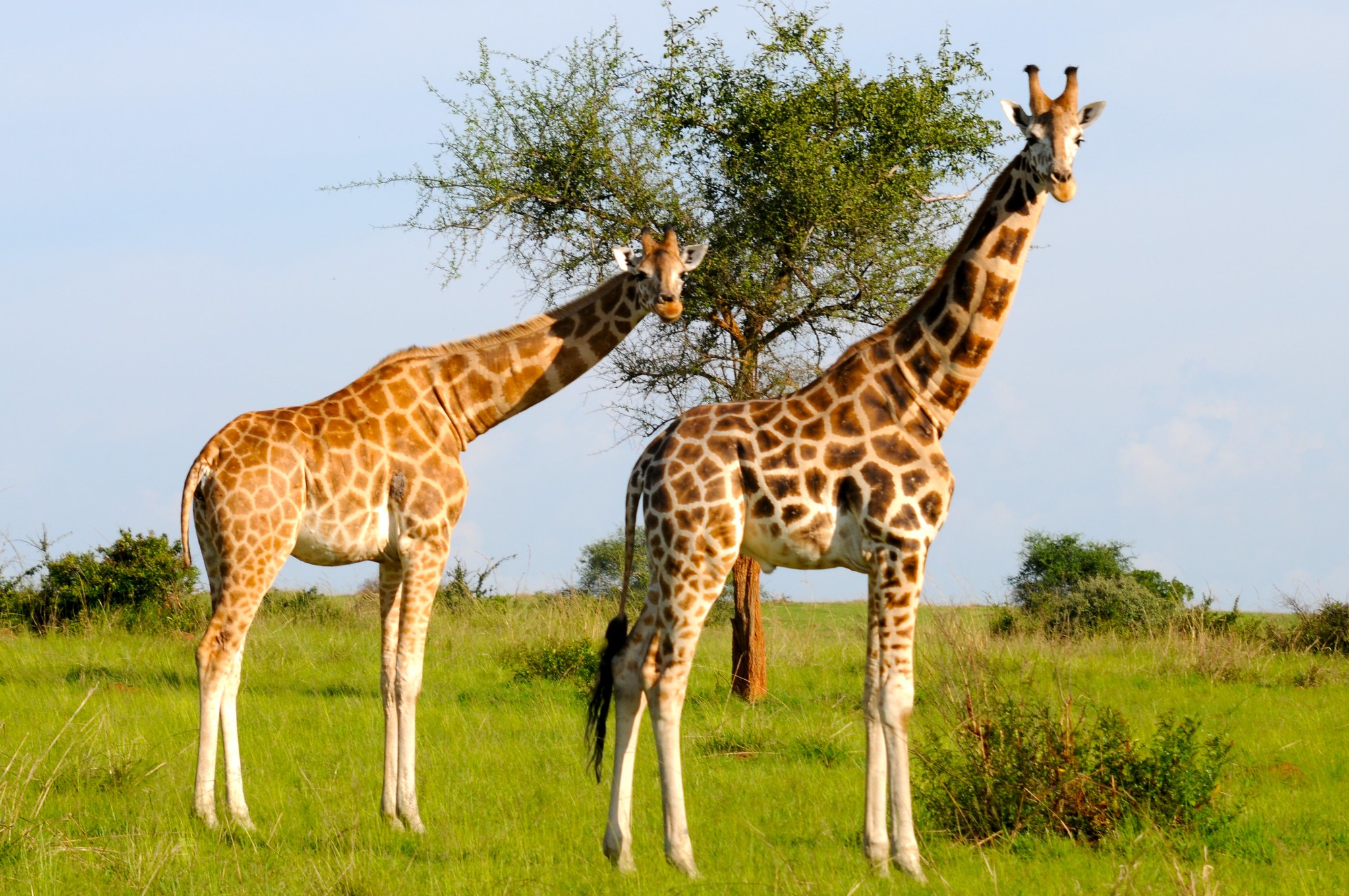 AKAGERA NATIONAL PARK