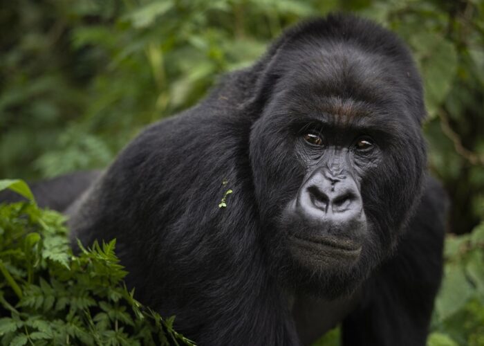3 DAYS MGAHINGA NATIONAL PARK SAFARI