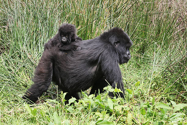 2 Days Rwanda gorilla trekking