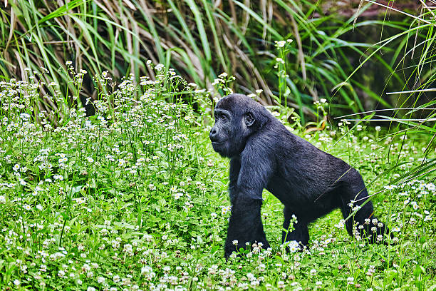 2 Days Rwanda gorilla trekking