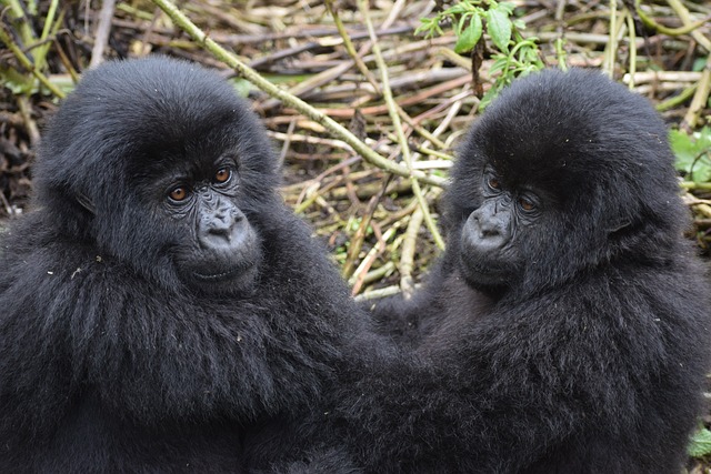 This 2 Days Rwanda gorilla trekking