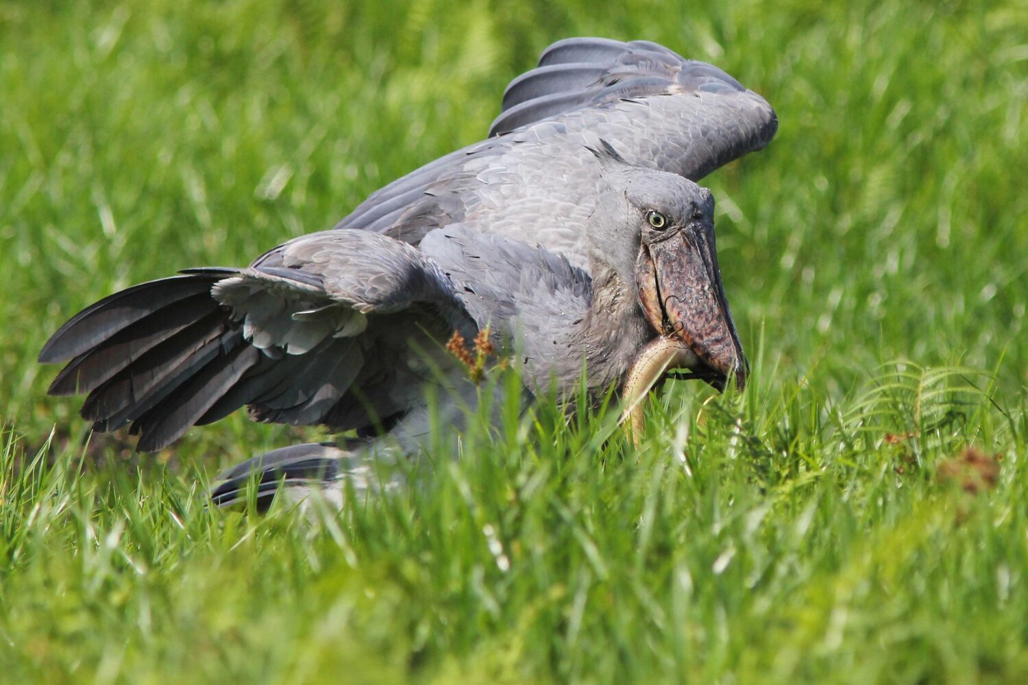 3 Days Uganda Birding Safari