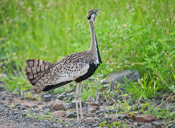 3 Days Uganda Birding Safari