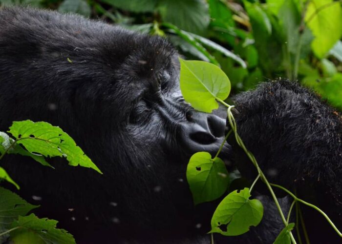 5 DAYS QUEEN ELIZABETH WILDLIFE AND BWINDI GORILLAS