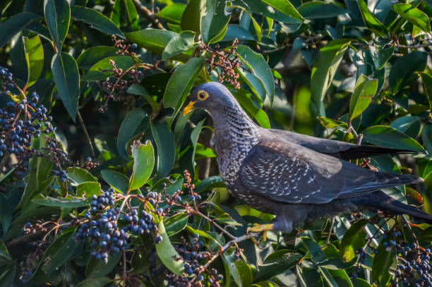 6 Days Uganda Midrange Safari
