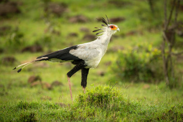 10 Days Uganda Best Safari