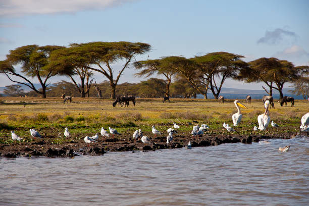 10 DAYS UGANDA BIRDING AND KENYA WILDLIFE