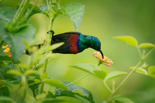 3 Days Queen Elizabeth National Park Birding Safari
