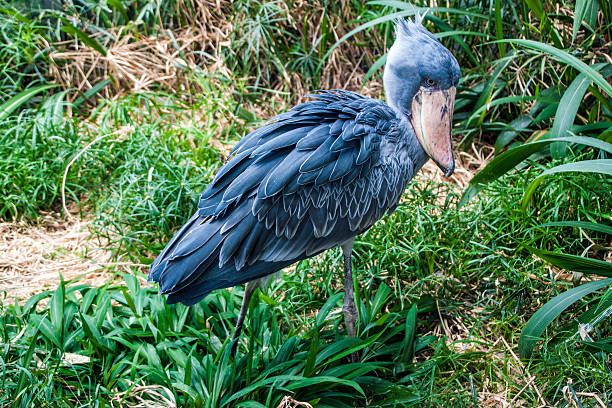 6 Days Uganda Wildlife and Mabamba Swamp