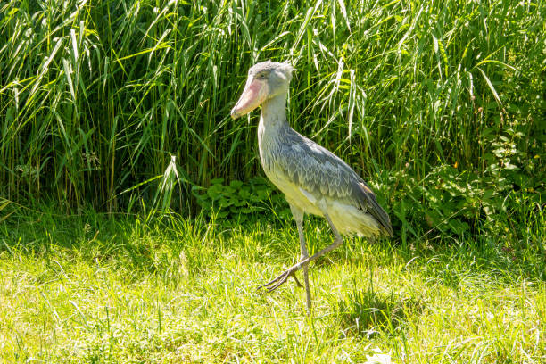 5 Days Uganda Birding Safari
