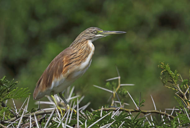 5 Days Birding in Lake Mburo and Queen Elizabeth