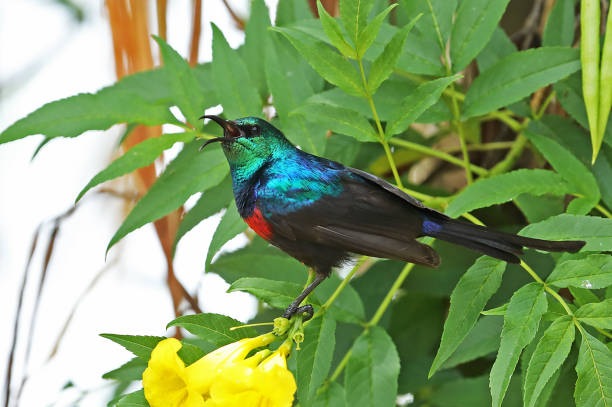 6 Days Lake Mburo and Queen Elizabeth Exclusive Birding Safari