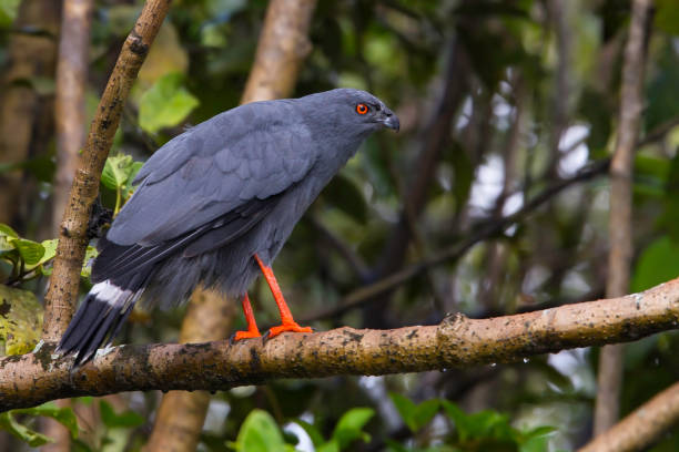 5 Days Birding in Queen Elizabeth National Park with Bwindi Gorillas