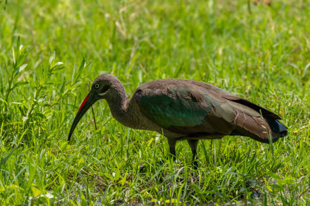 2 Days Birding in Lake Mburo National Park