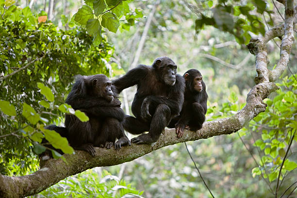 Budongo Forest