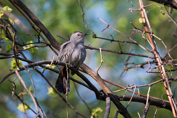 5 Days Birding in Mabamba Combined With Lake Mburo Wildlife Safari