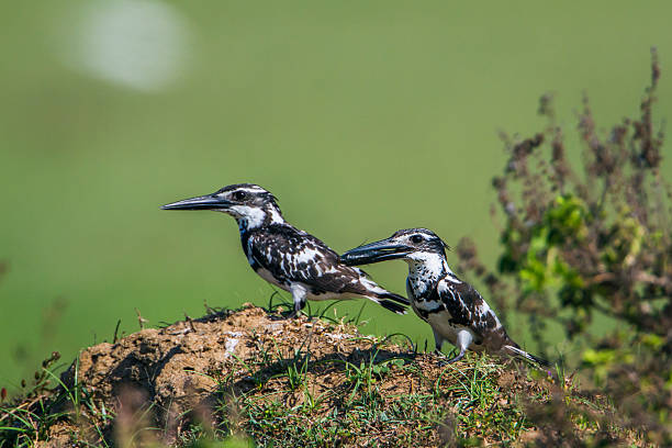 5 Days Kibale Birding Combined With Queen Elizabeth Wildlife Safari