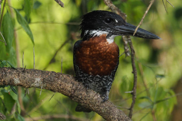 6 Days Murchison and Kibale Birding Safari