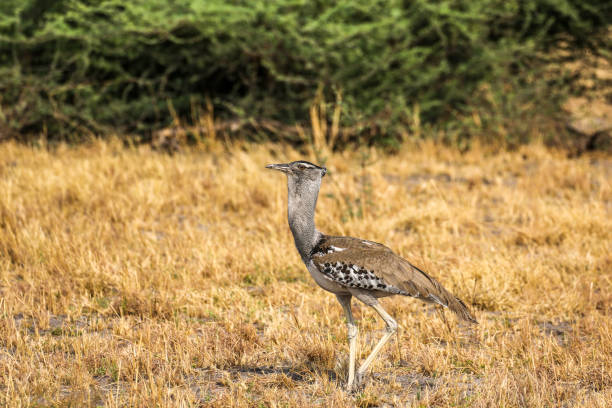 7 Days Uganda Primates Combined With Birding Experience