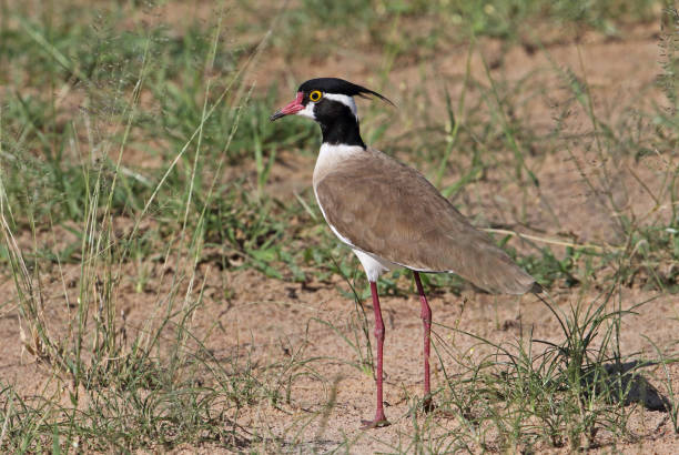 Birding Experience in Murchison Falls National Park