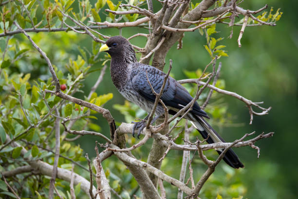 Birding Experience in Mt. Rwenzori National Park