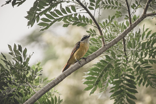 Birding in Mabira Forest