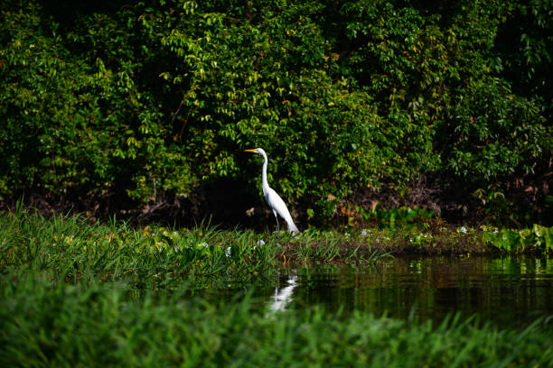2 Days Birding in Entebbe