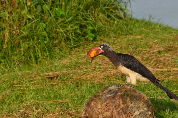 Birding Safaris in Uganda