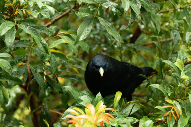 Birds in Bwindi