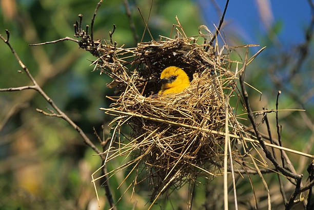 Weaverbird in its nest