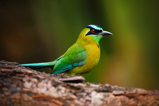 5 Days Uganda Birding Combined With Wildlife Safari 5 Days Uganda Birding Combined With Wildlife Safari
