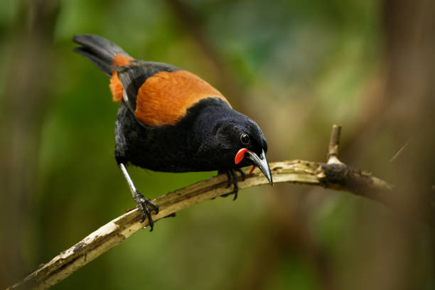 5 Days Uganda Birding Combined With Wildlife Safari 5 Days Uganda Birding Combined With Wildlife Safari