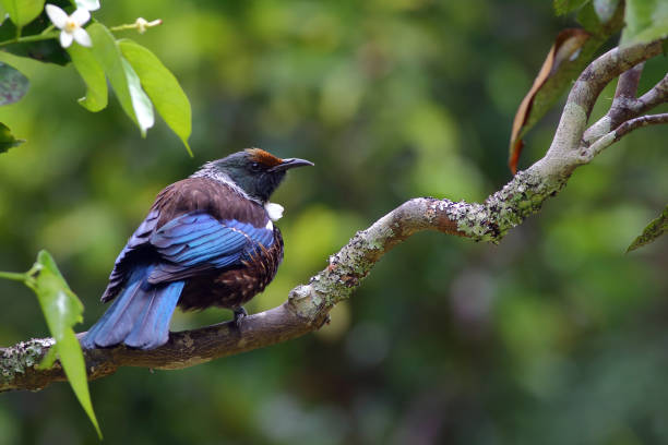 5 Days Uganda Birding Combined With Wildlife Safari 5 Days Uganda Birding Combined With Wildlife Safari