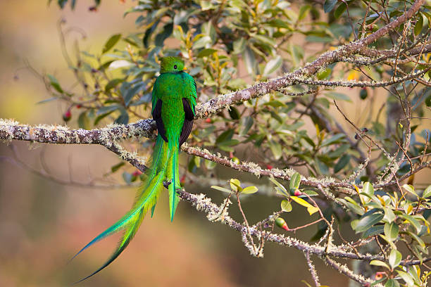 5 Days Uganda Birding Combined With Wildlife Safari 5 Days Uganda Birding Combined With Wildlife Safari