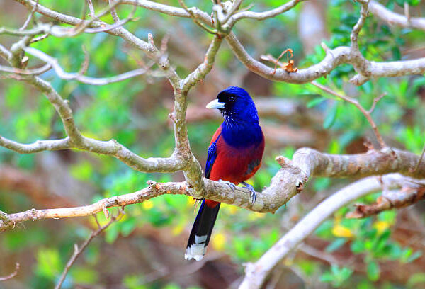 Is Uganda Good For Birding Safaris?