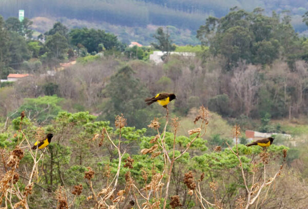 Birds in Volcanoes National Park
